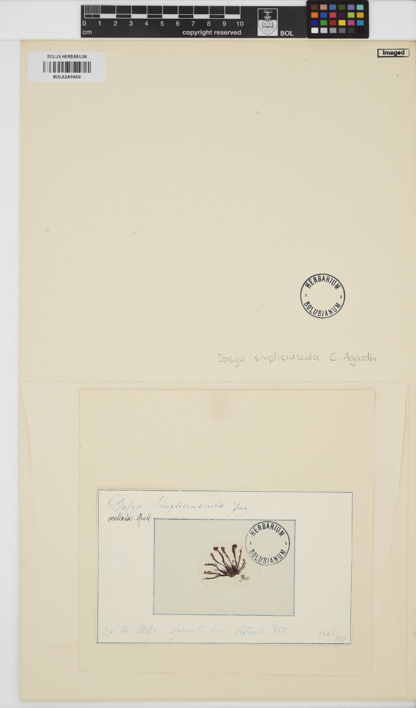Dasya ocellata image