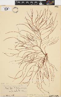 Image of Doxodasya lanuginosa