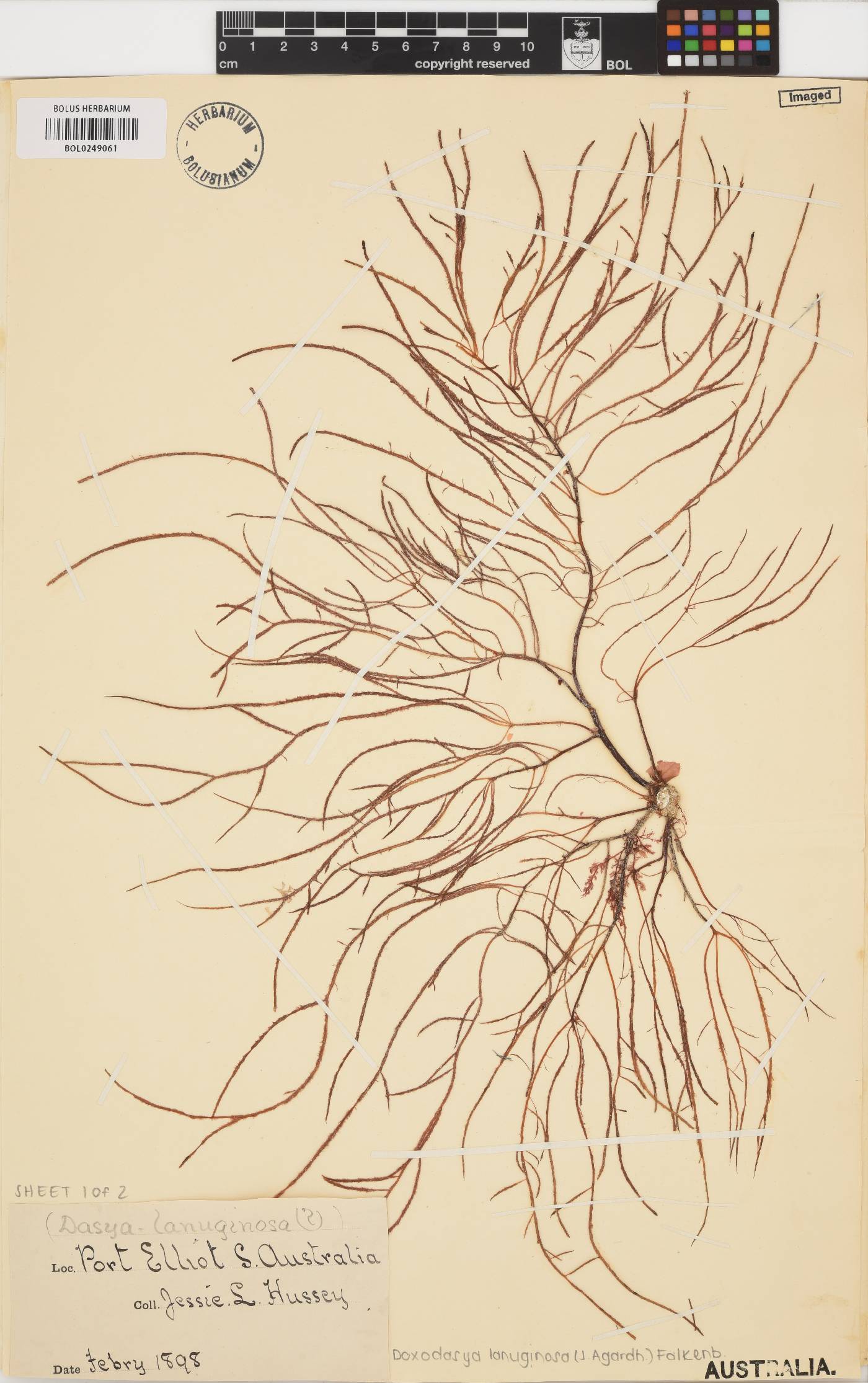 Doxodasya lanuginosa image