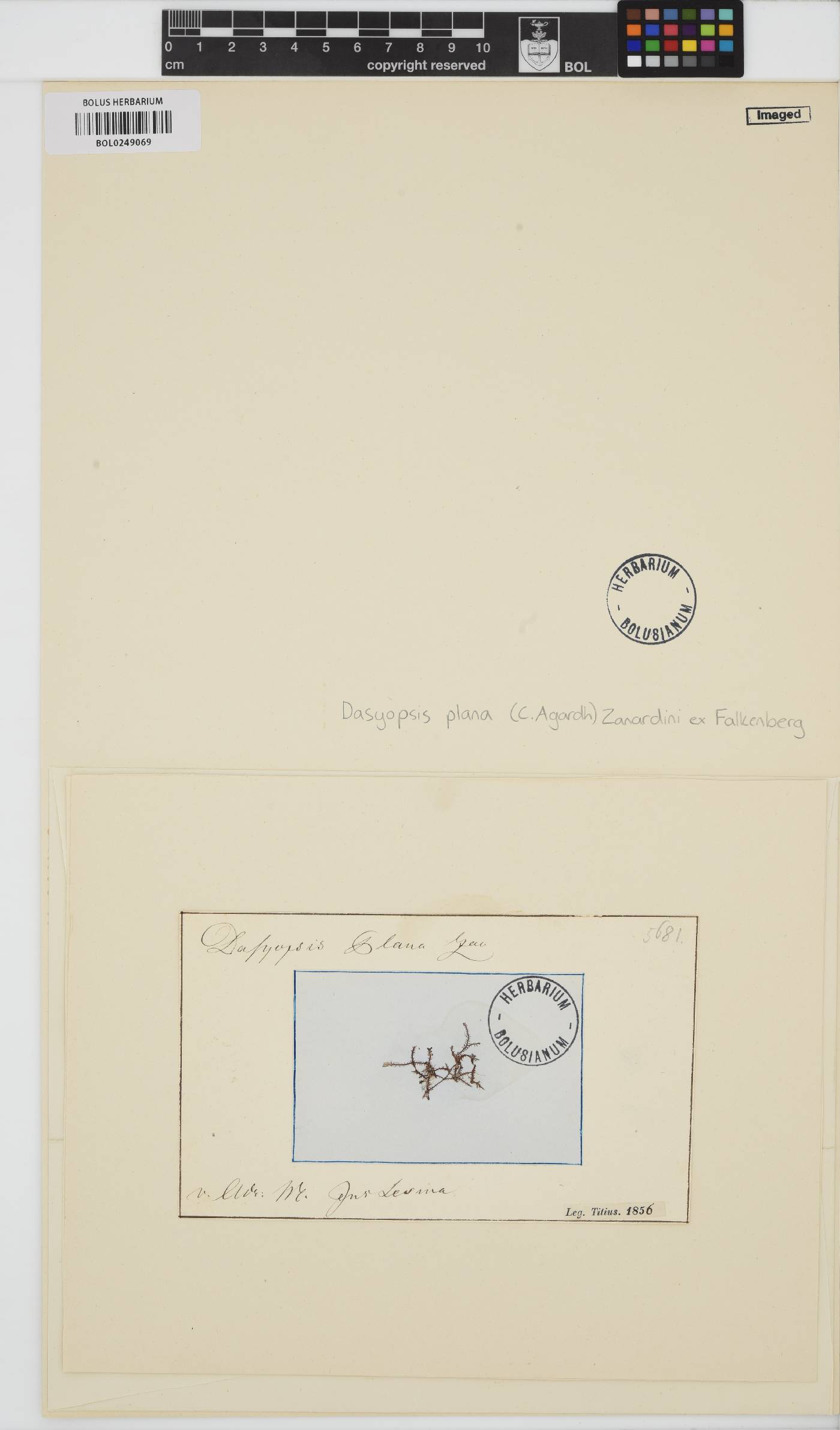 Eupogodon planus image