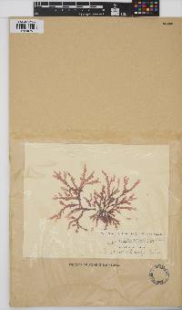 Bartoniella crenata image