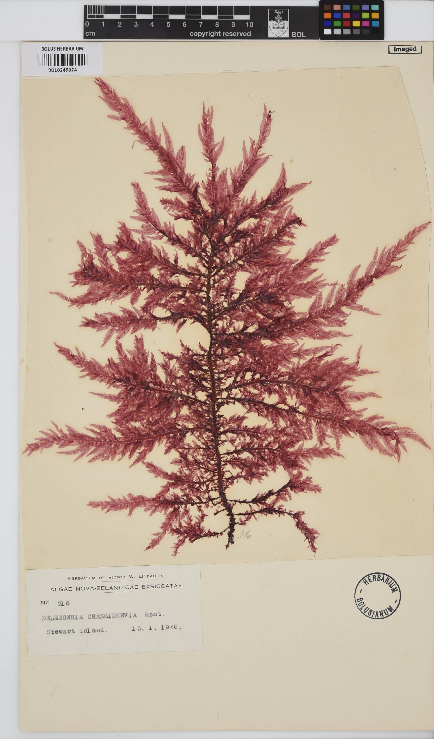Paraglossum crassinervium image