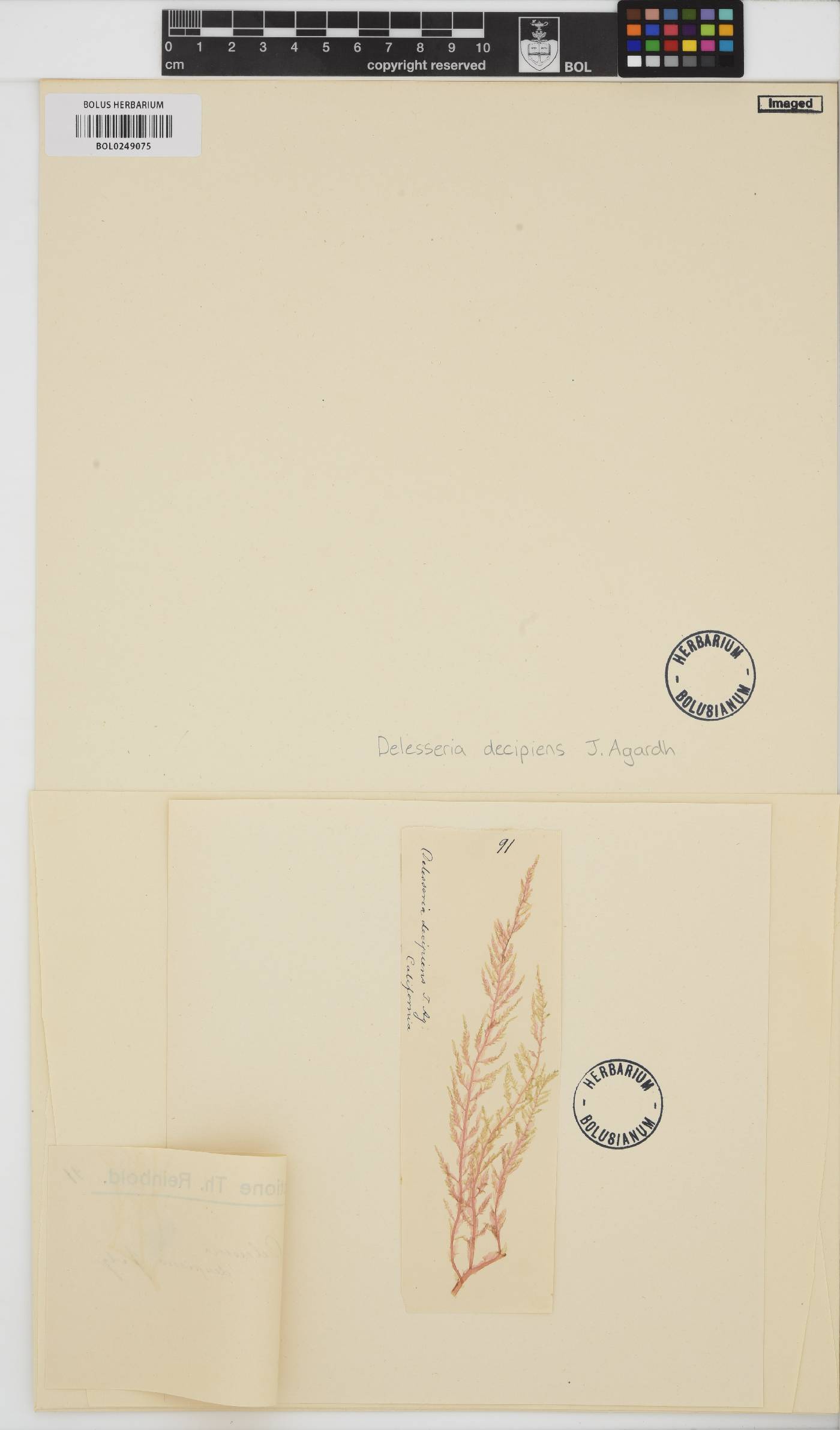 Cumathamnion decipiens image