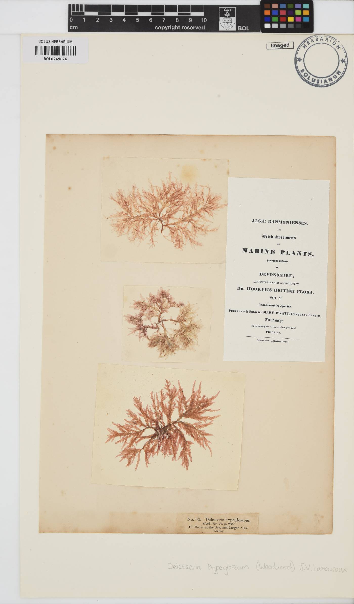 Hypoglossum hypoglossoides image