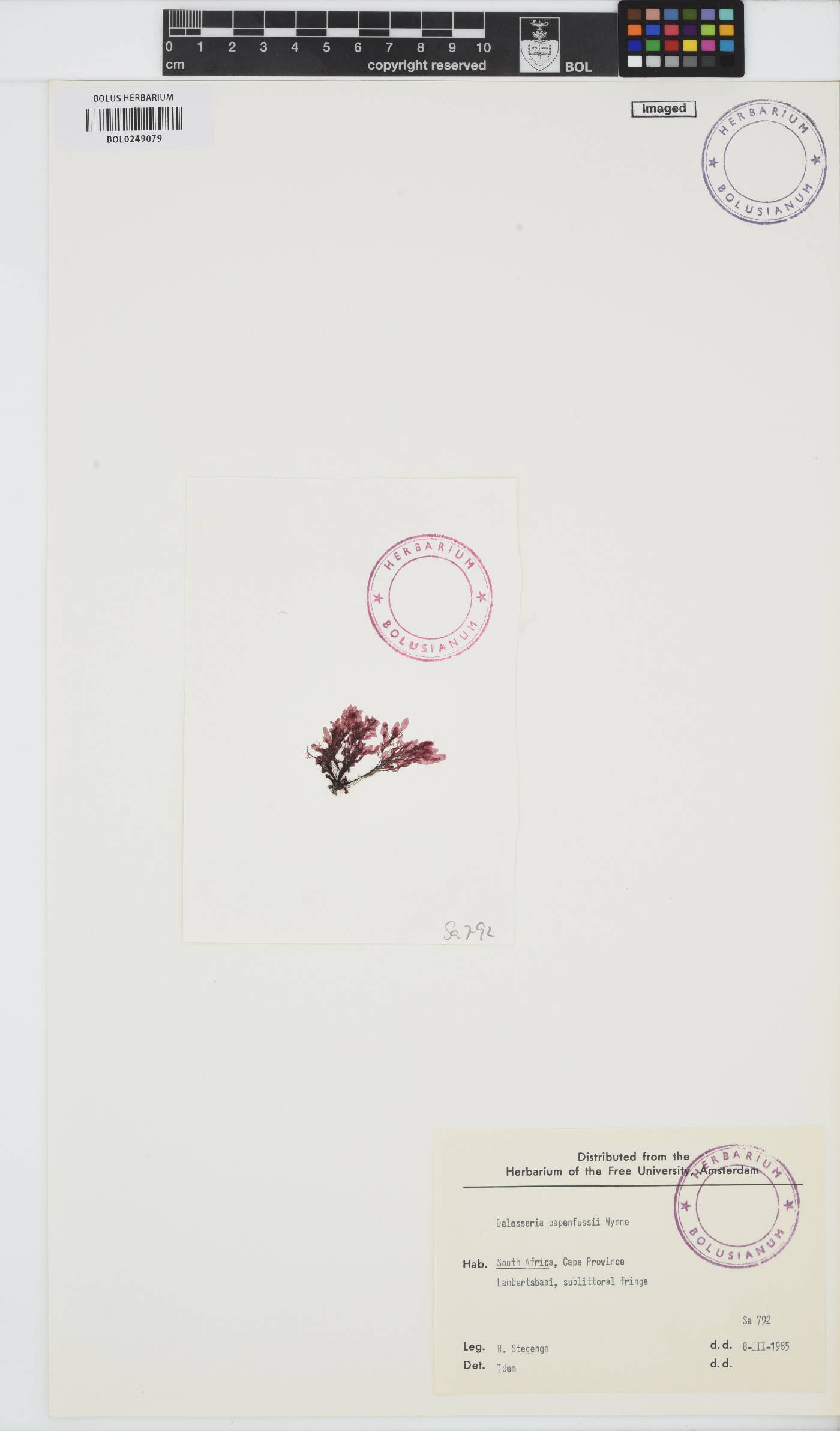 Paraglossum papenfussii image