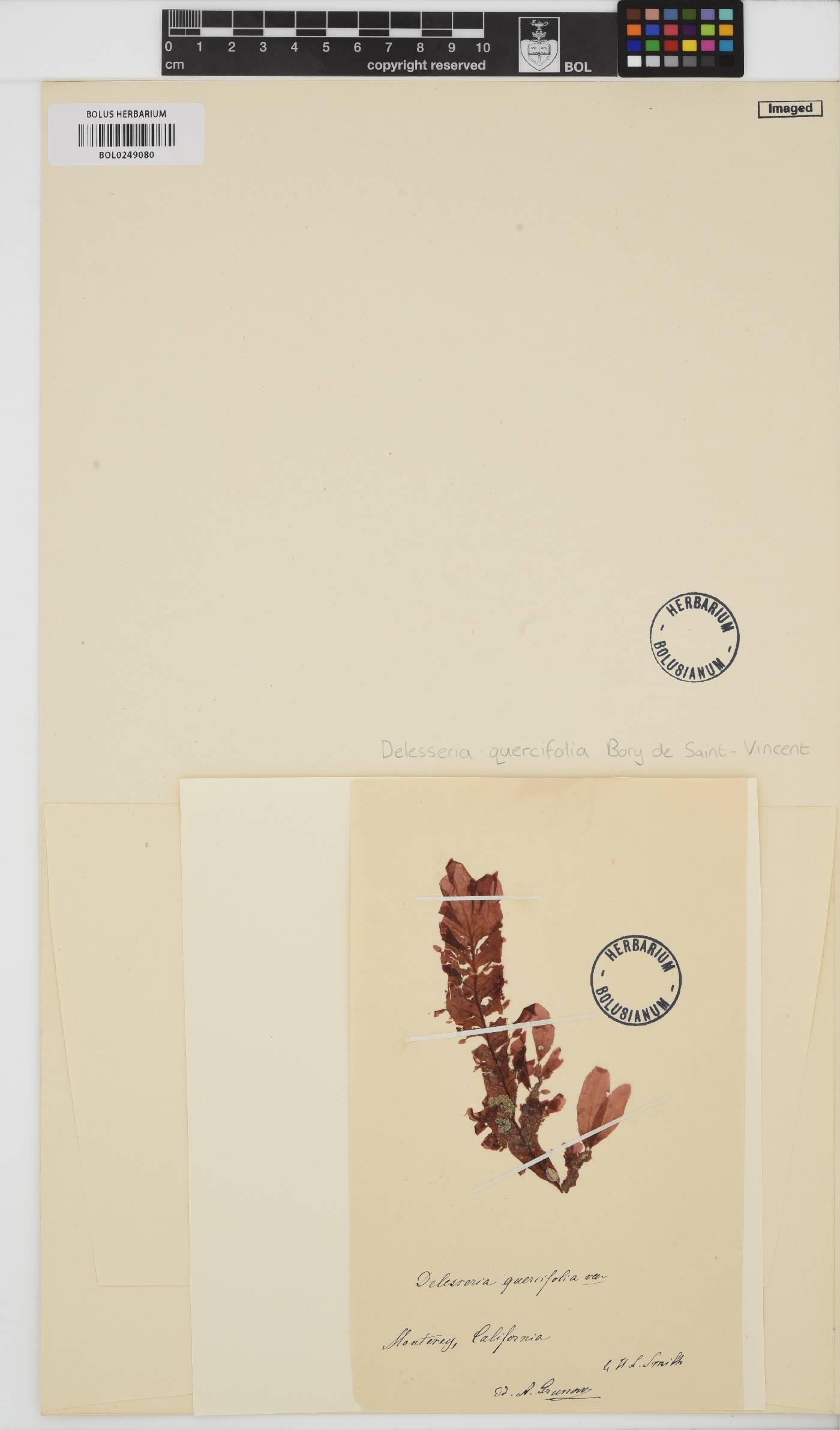 Phycodrys quercifolia image