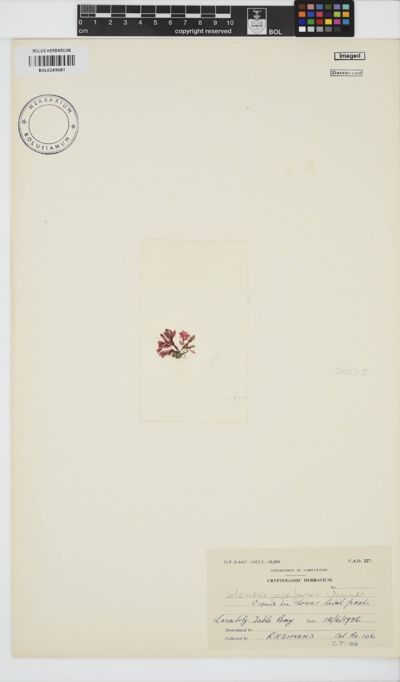 Paraglossum papenfussii image