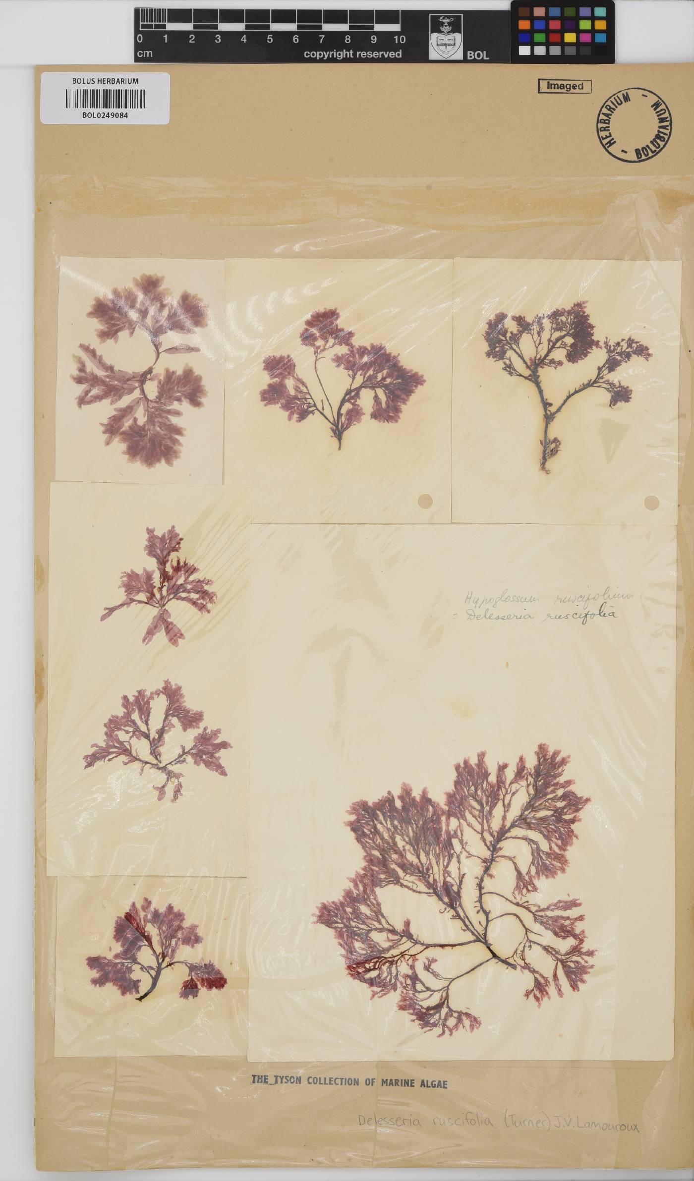 Apoglossum ruscifolium image