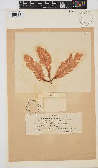 Image of Delesseria sanguinea