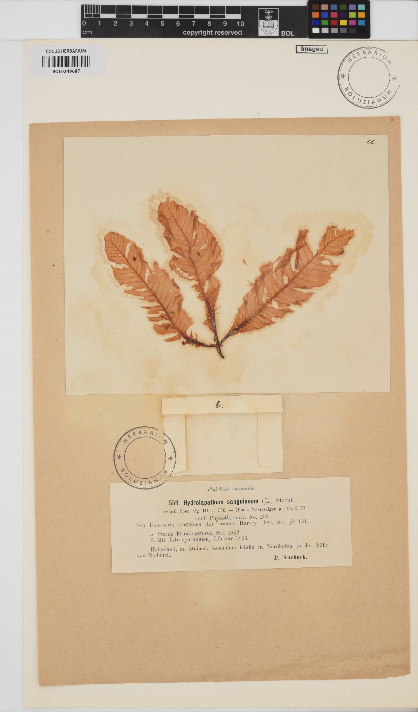 Delesseria sanguinea image