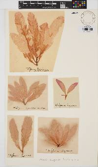 Delesseria sanguinea image