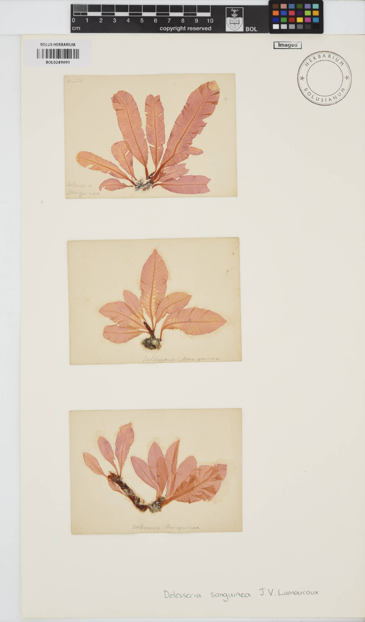 Delesseria sanguinea image