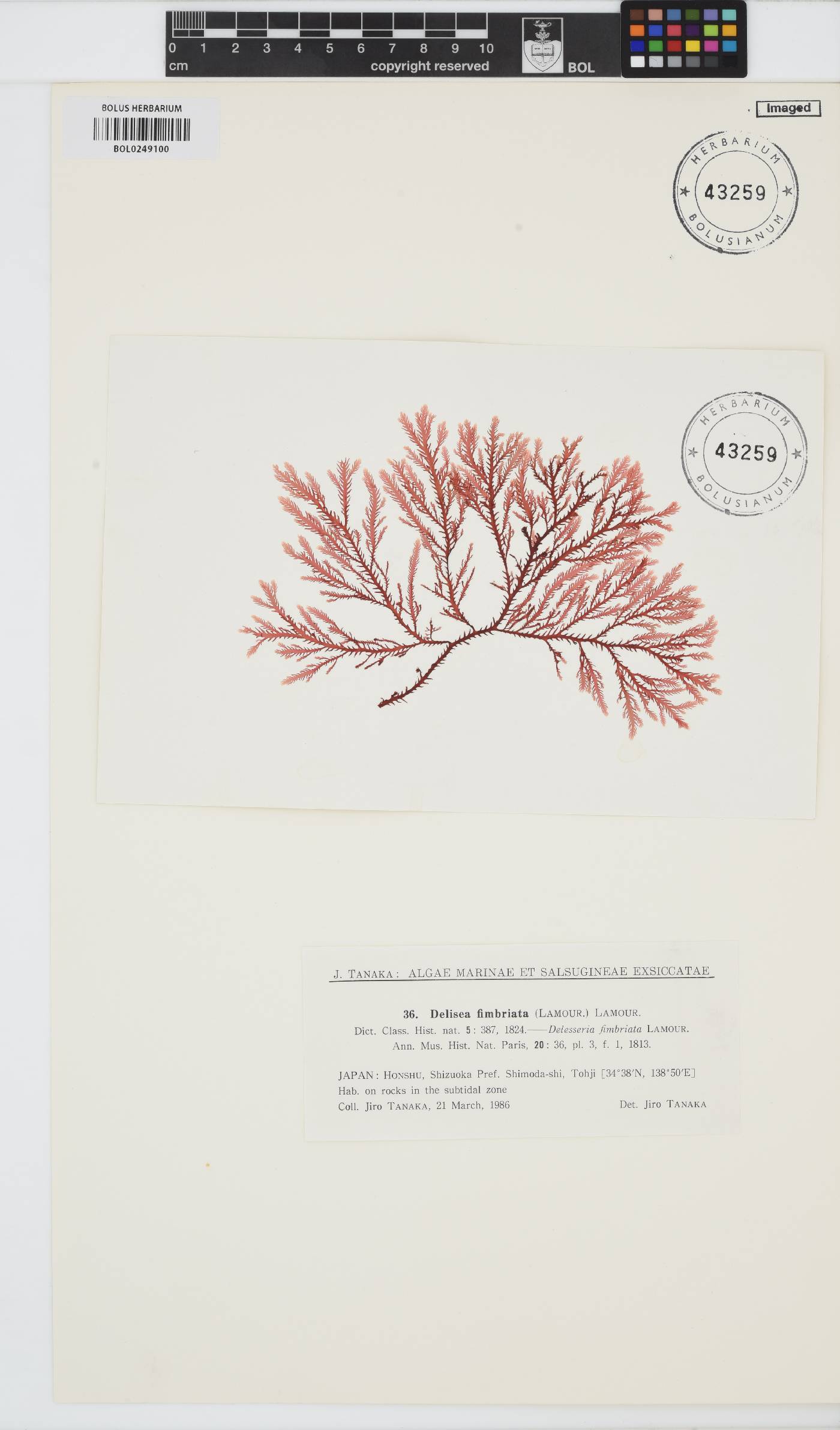 Osmundaria fimbriata image