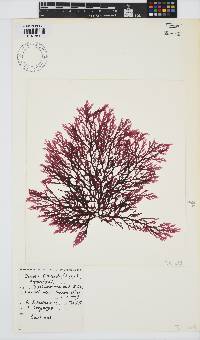Delisea flaccida image