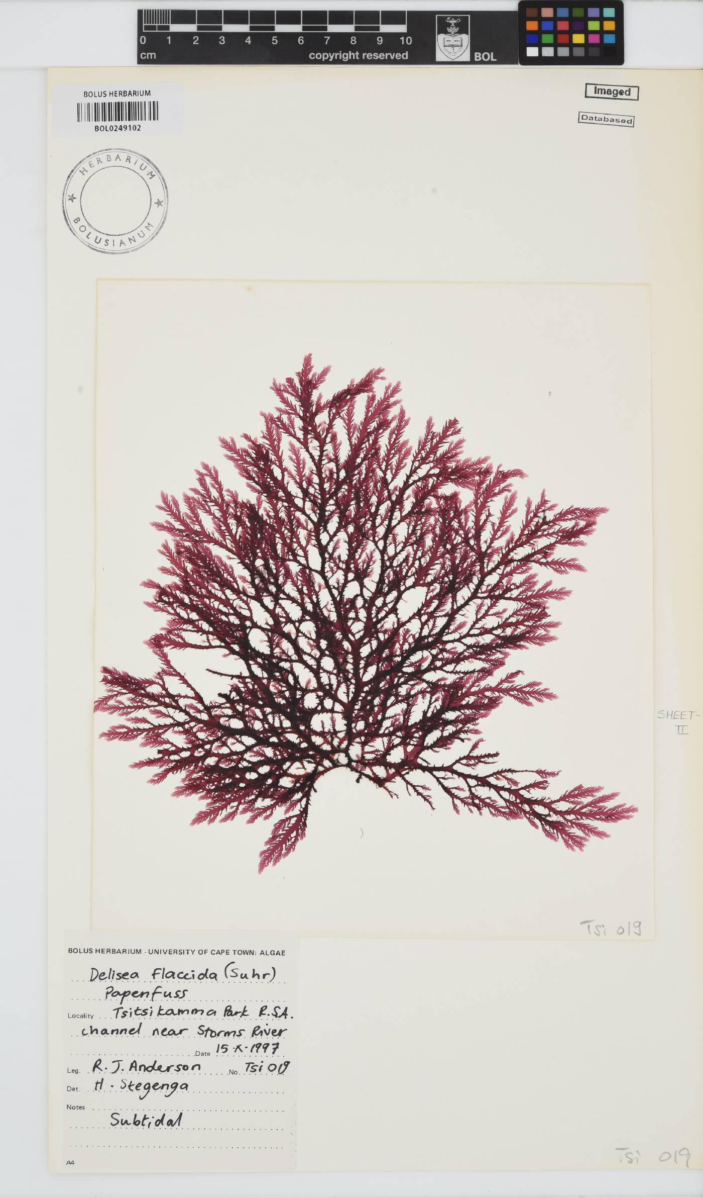 Bonnemaisoniaceae image