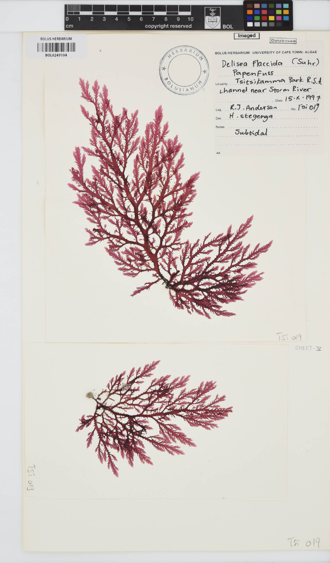 Delisea flaccida image