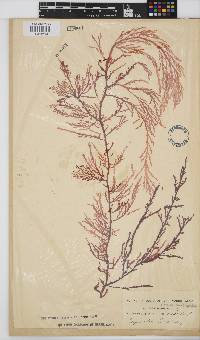 Delisea flaccida image