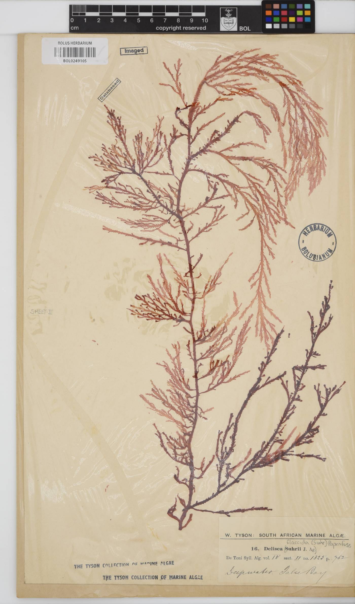 Delisea flaccida image