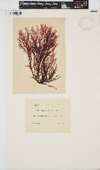 Image of Delisea pulchra