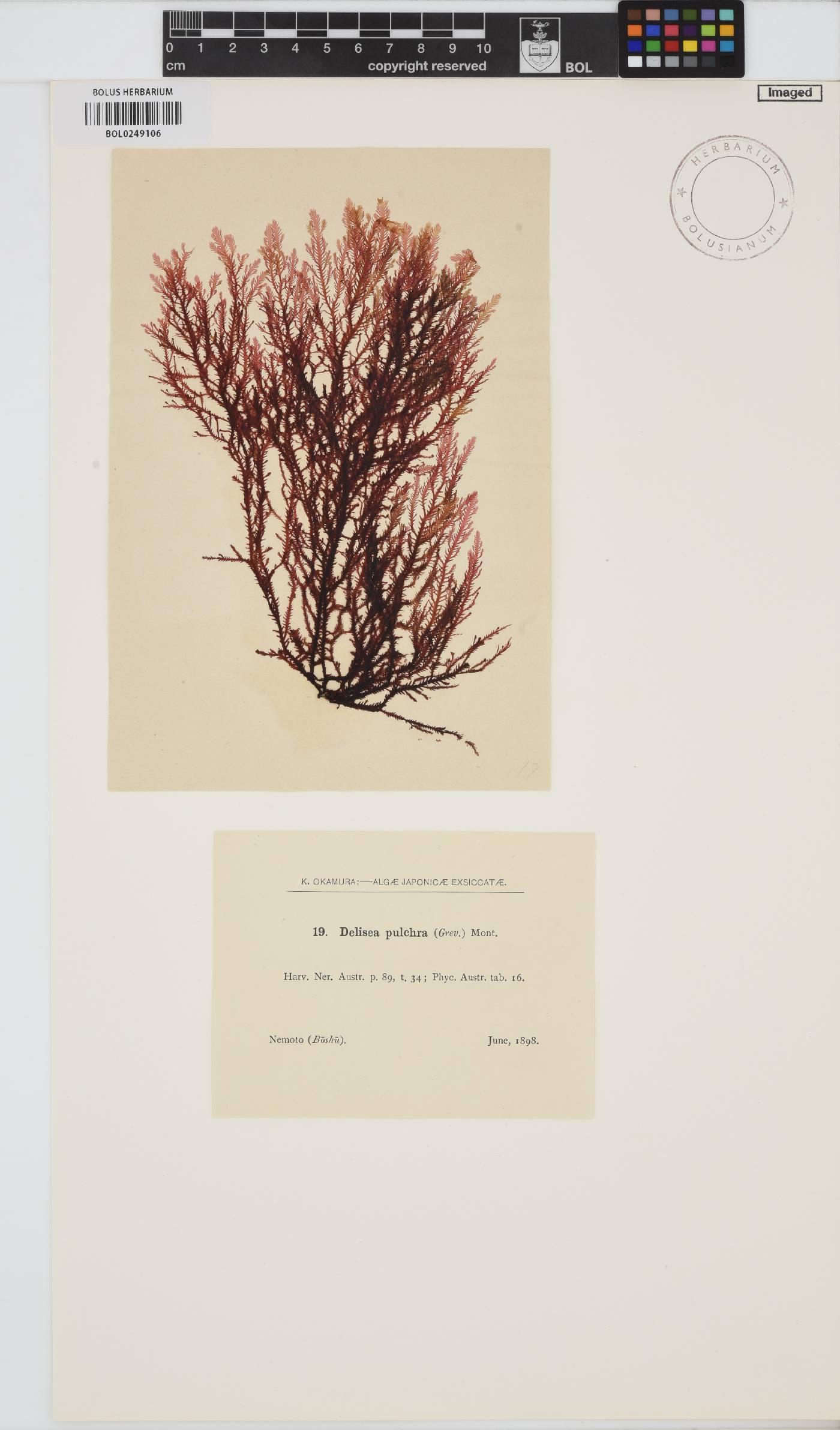 Delisea pulchra image