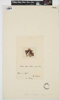 Dermonema virens image