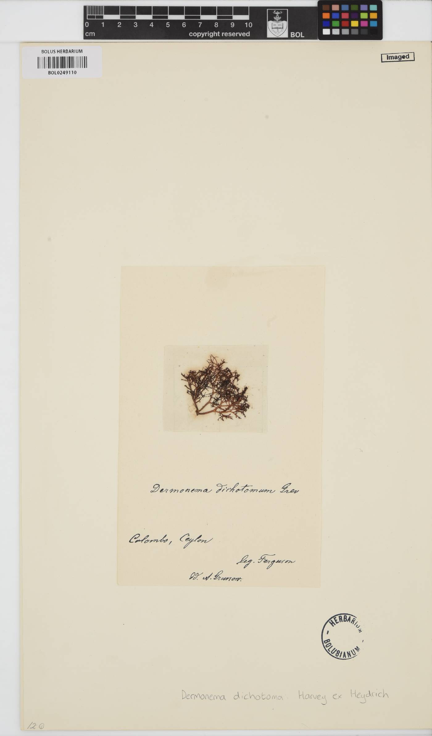 Dermonema virens image