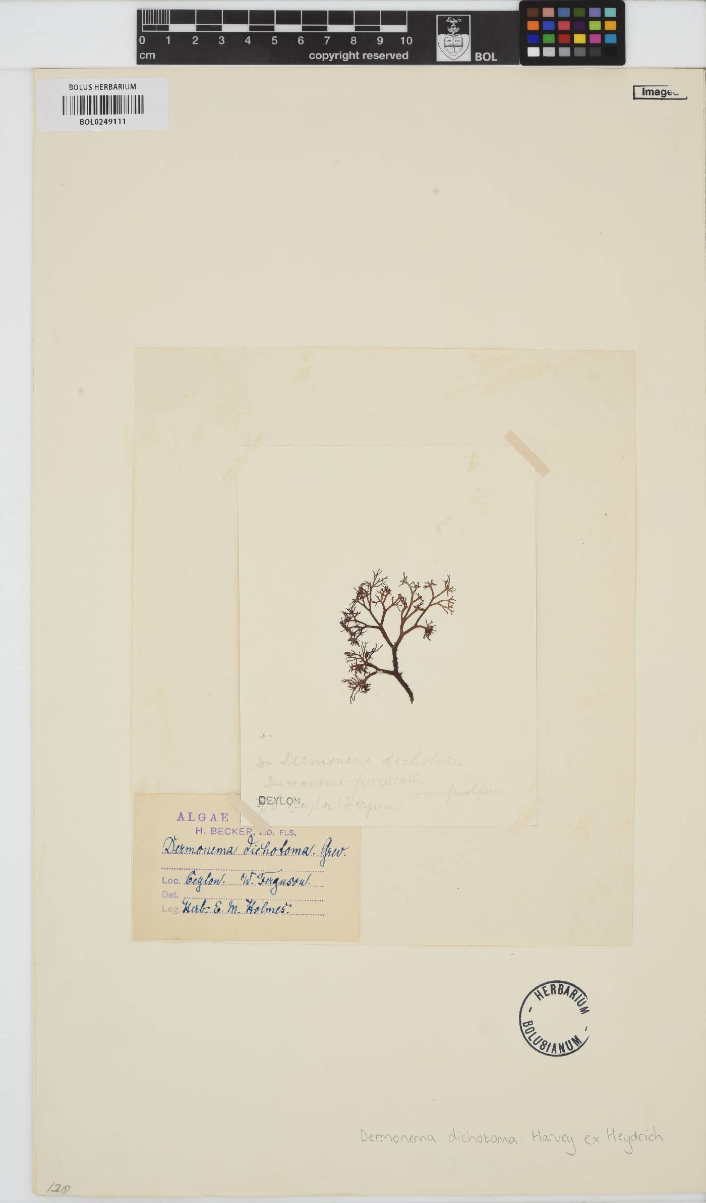 Dermonema image