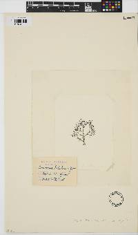 Dermonema virens image