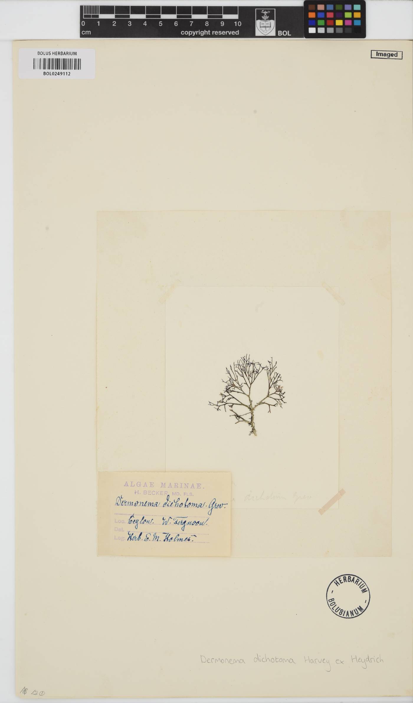 Dermonema virens image