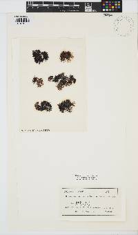 Image of Dermonema pulvinata