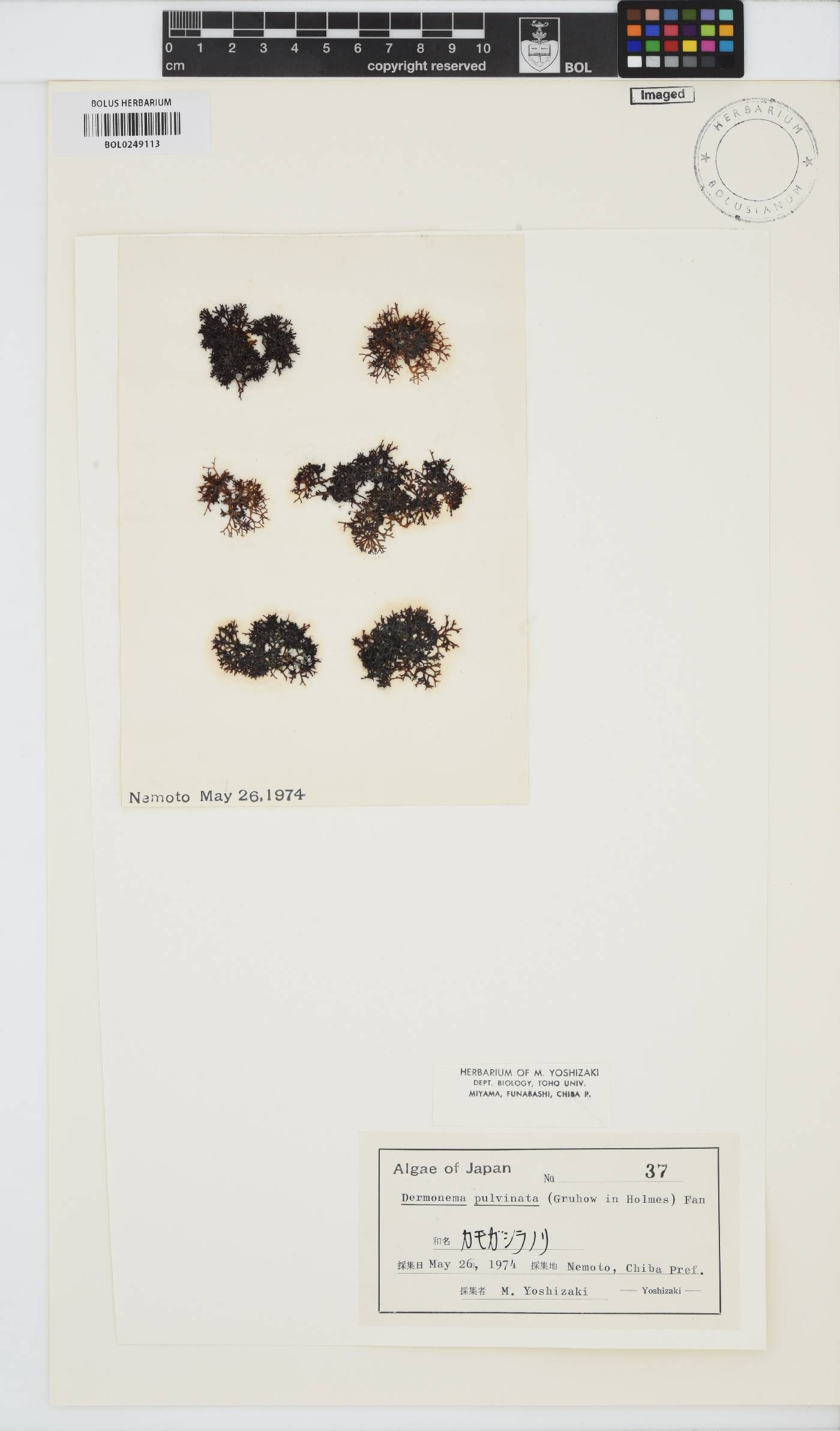 Dermonema pulvinata image