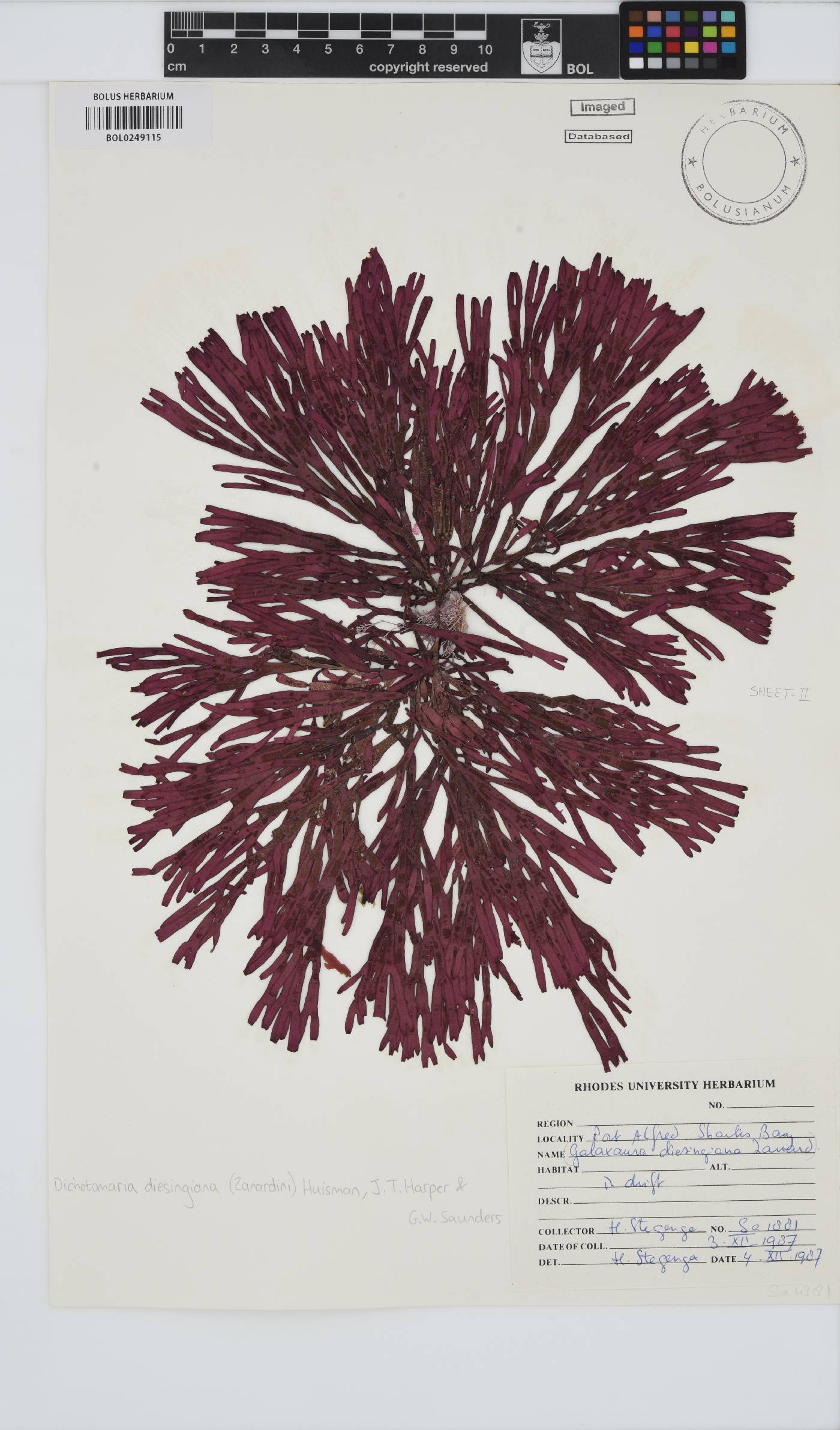 Dichotomaria diesingiana image