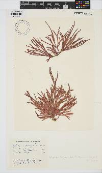 Dichotomaria diesingiana image