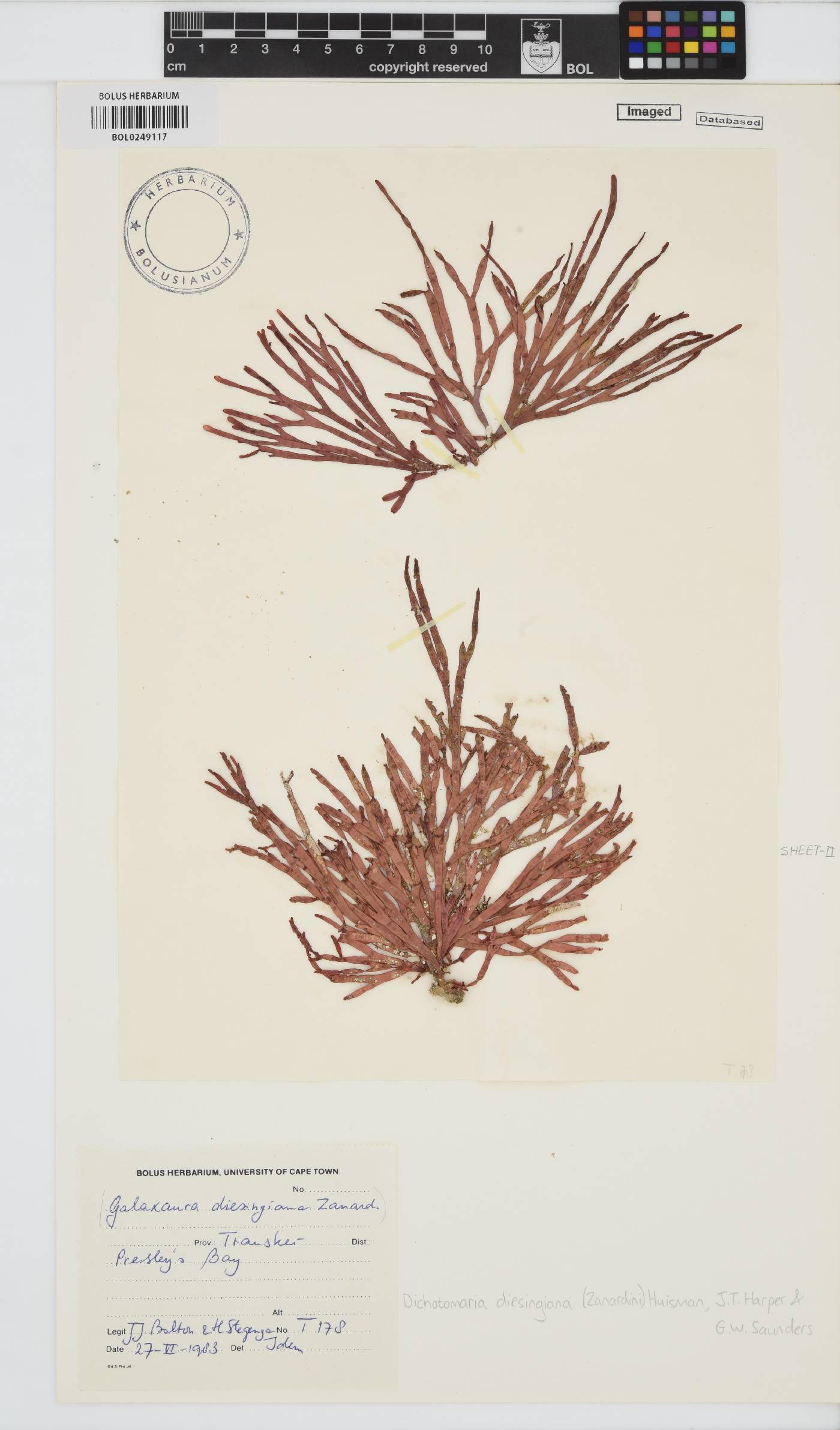Dichotomaria diesingiana image