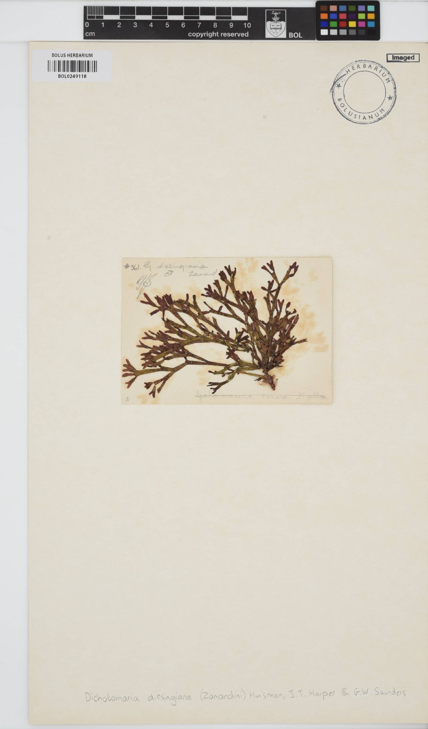 Dichotomaria diesingiana image