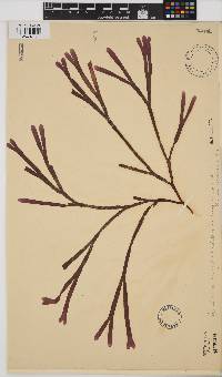 Dichotomaria diesingiana image