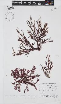 Dichotomaria diesingiana image