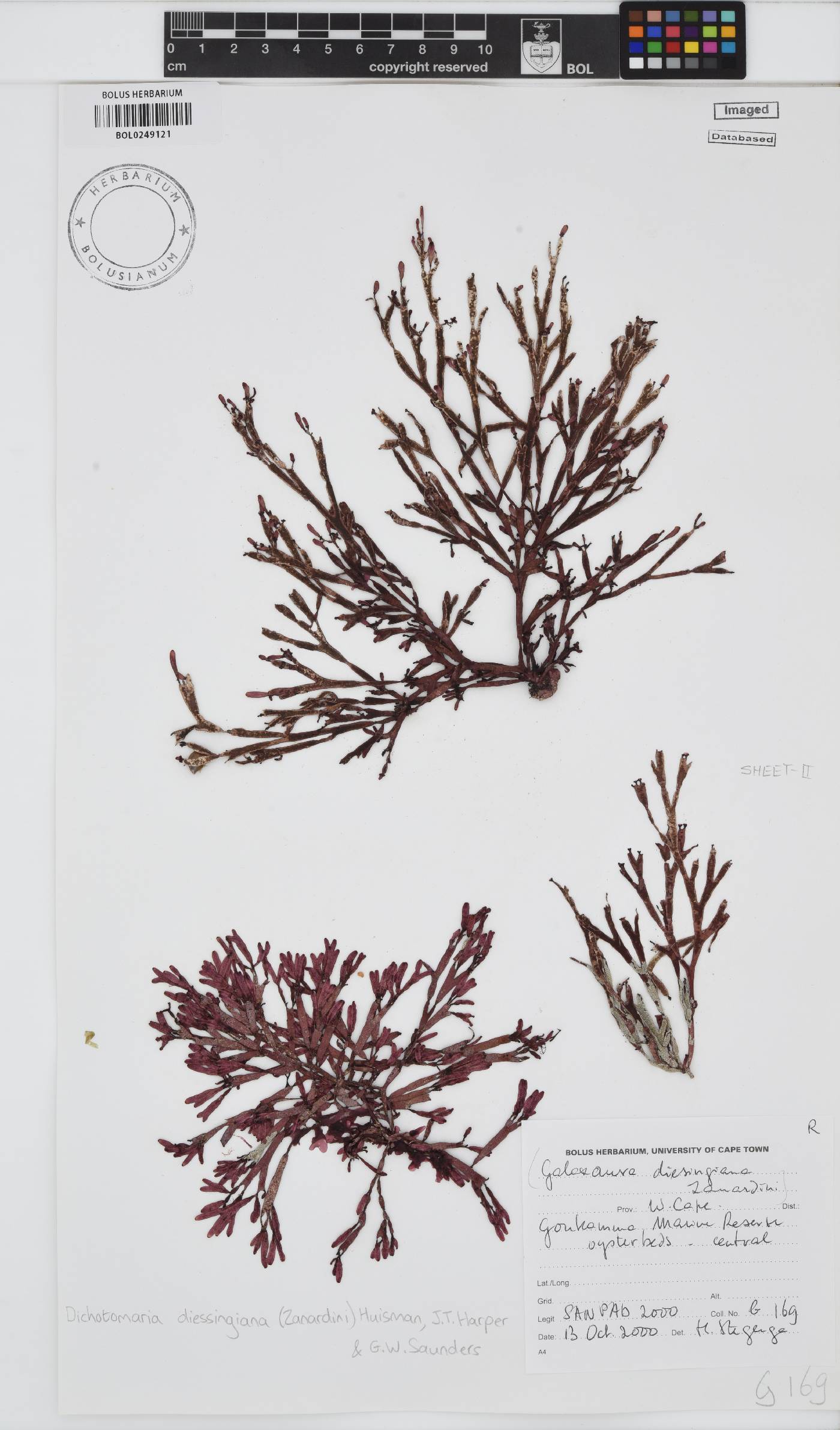 Dichotomaria diesingiana image