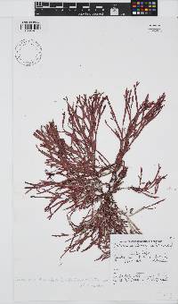 Dichotomaria diesingiana image