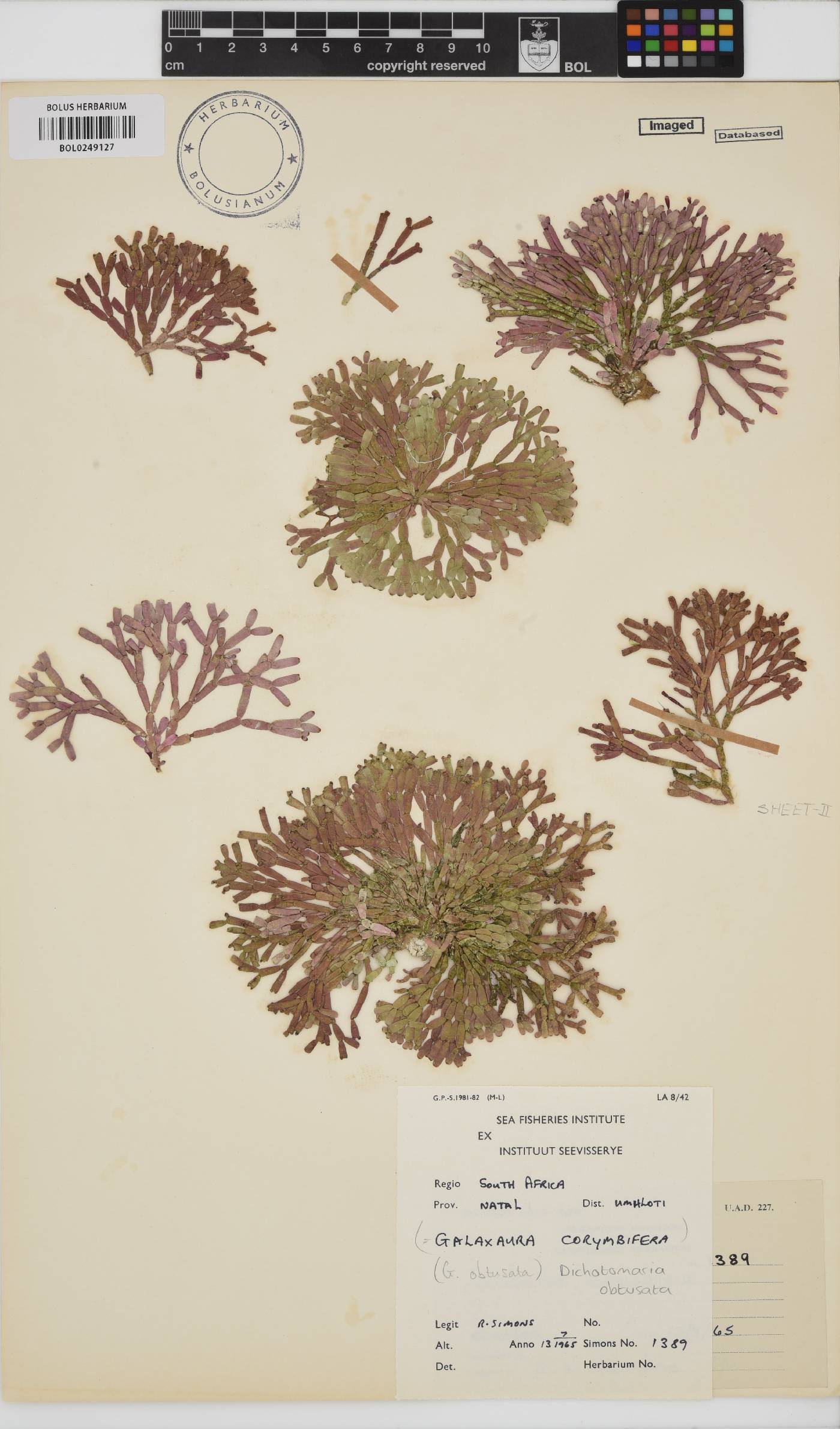 Dichotomaria obtusata image