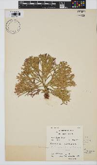 Dichotomaria obtusata image