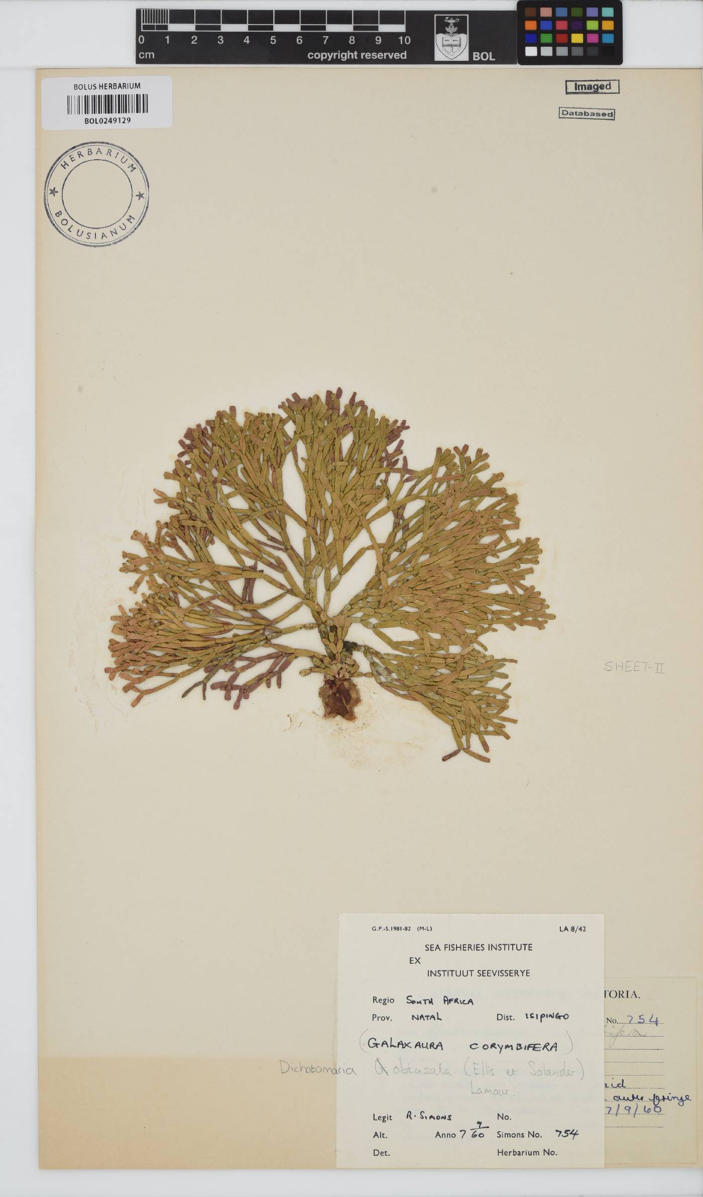 Dichotomaria obtusata image