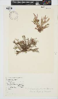 Dichotomaria tenera image