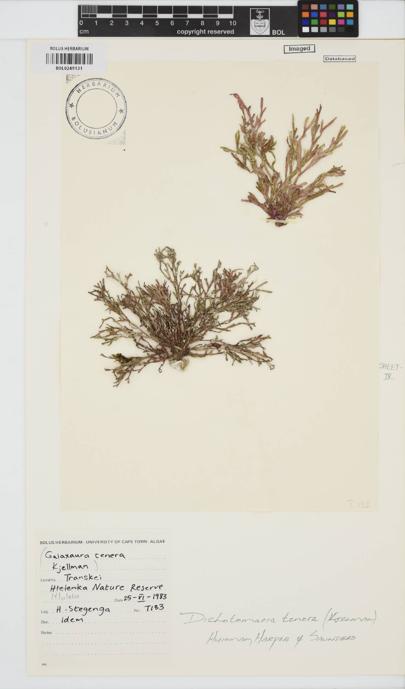 Dichotomaria tenera image