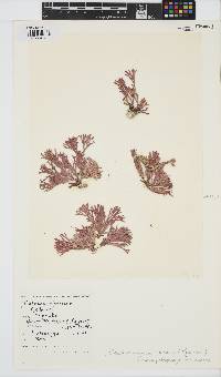 Dichotomaria tenera image