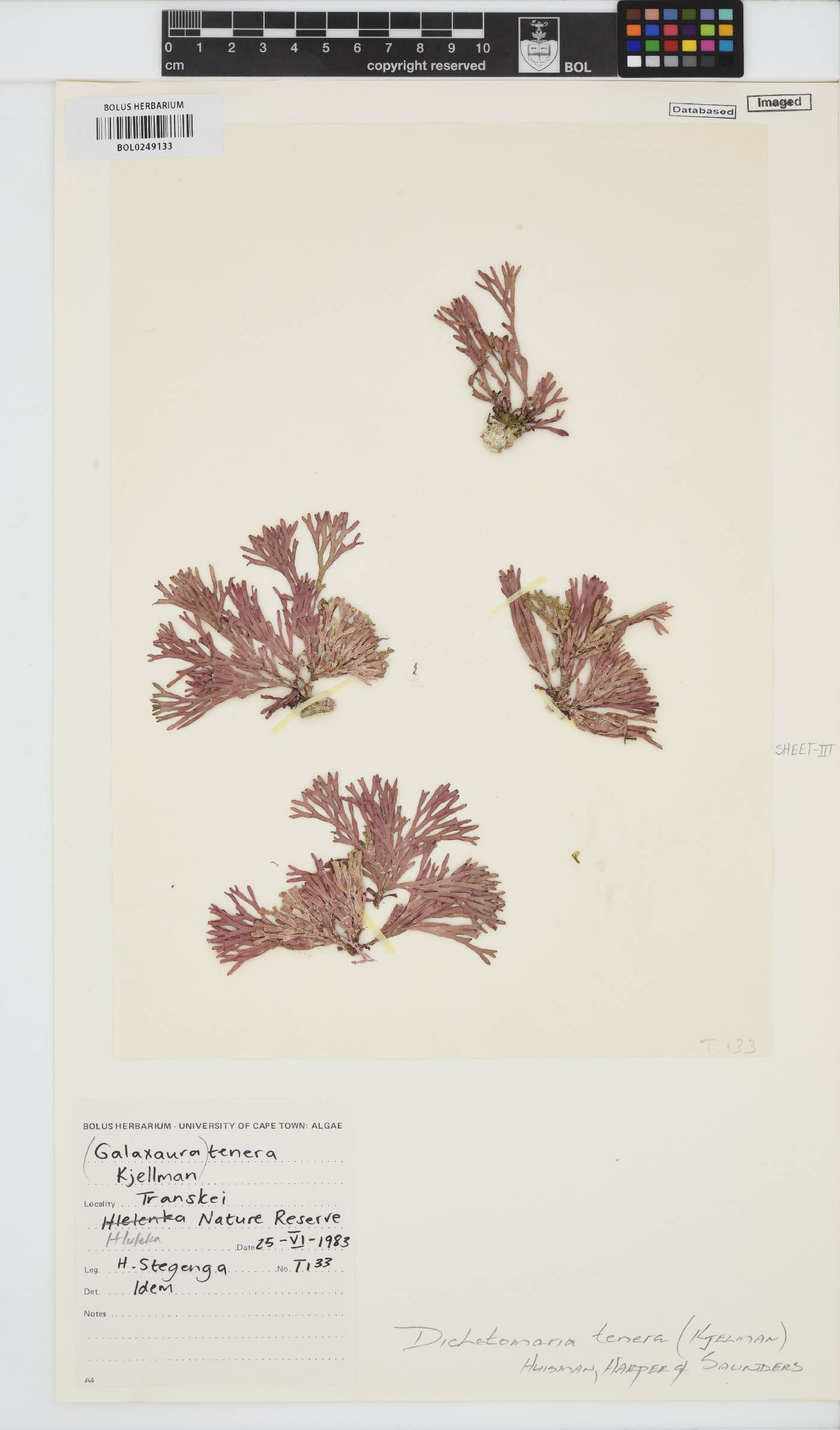 Dichotomaria tenera image