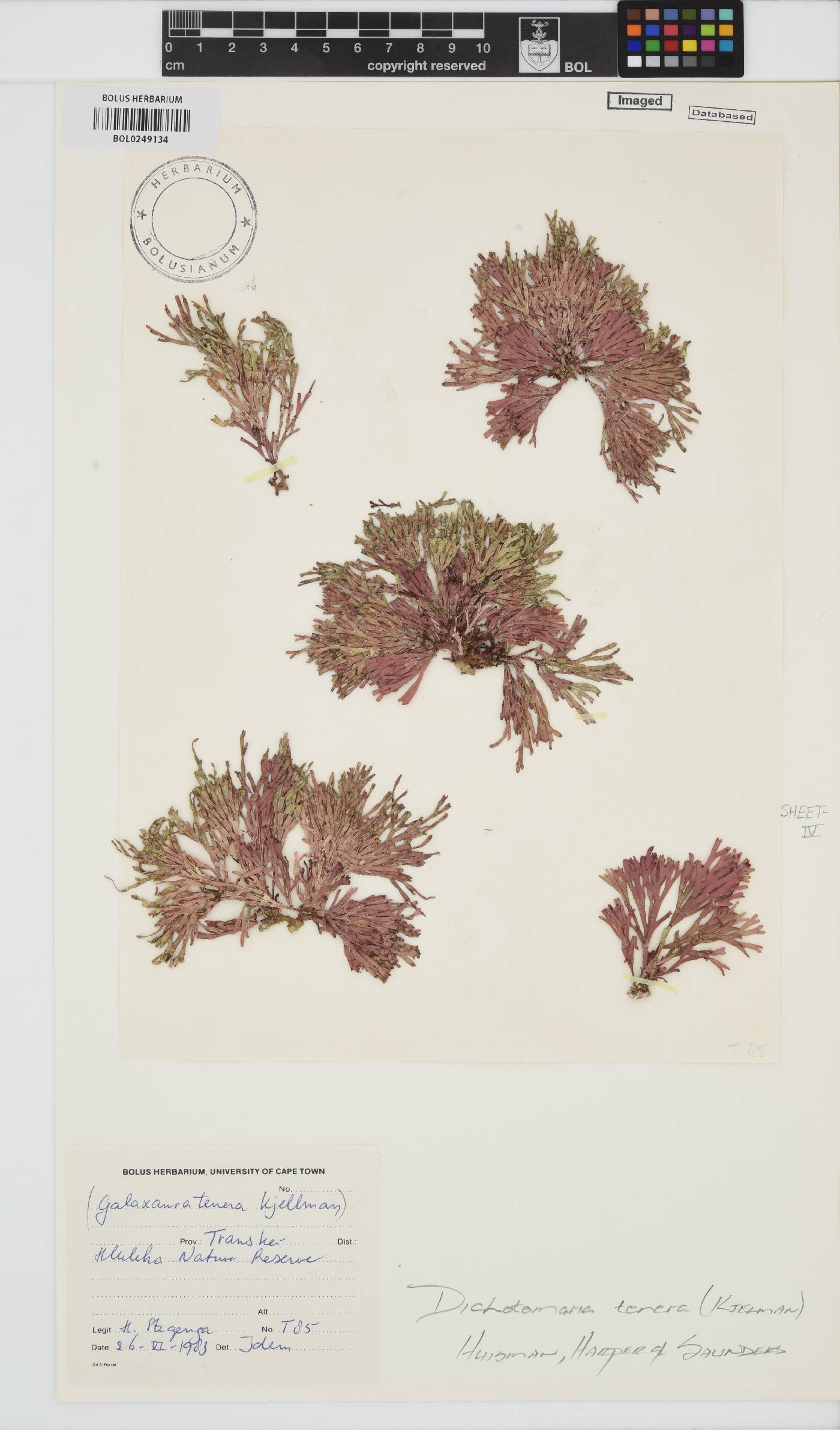 Dichotomaria tenera image