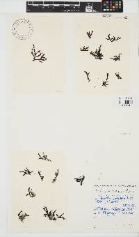 Dictyomenia stephensonii image
