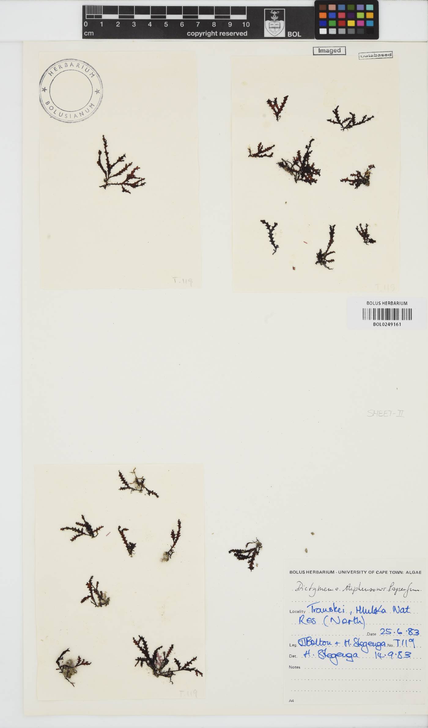 Dictyomenia stephensonii image