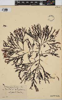 Image of Dictyomenia tridens